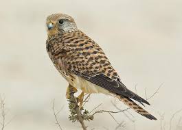 Mira 4 traducciones acreditadas de cernícalo en ingles con oraciones de ejemplo y pronunciación de audio. Cernicalo Comun Www Avesrapaces Wiki Www Avesrapaces Wiki