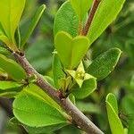 Image result for Rhamnus staddo