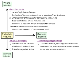 Sale of proteases and other enzymes. Frontiers Extracellular Proteolytic Enzymes Produced By Human Pathogenic Vibrio Species Microbiology