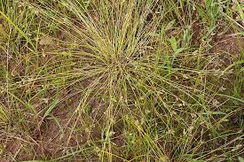 Image result for Isolepis