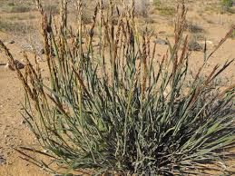 Image result for Centropodia