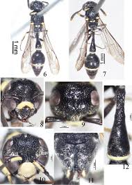 See more of labus.pro on facebook. A Taxonomic Account Of The Genus Labus De Saussure 1867 Hymenoptera Vespidae Eumeninae With Descriptions Of Three New Species