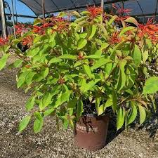 Image result for Aframomum wuerthii