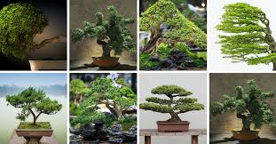 Cherry trees are traditionally believed to signify friendship, and varieties such as japanese flowering cherry also make beautiful bonsai trees. 13 Types Of Bonsai Trees By Style And Shape Plus Pictures Home Stratosphere