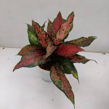 Image result for Pilea johnstonii