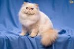 Persian Cat: Cat Breed Profile - The Spruce Pets