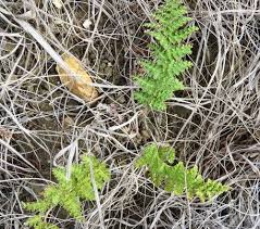 Image result for Anemiaceae