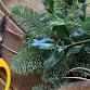 Christmas Wreath Making Workshops at Crookley Park... event in Waterlooville
