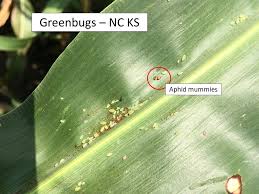 Find deals on products in pest control on amazon. Corn Leaf Aphids Extension Entomology