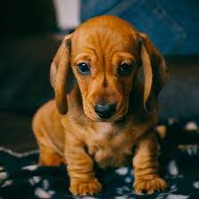 We have a matchmaker process where you will connect with the puppy you. 1 Dachshund Puppies For Sale In San Diego Uptown