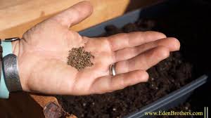 Poppy seed is sometimes used to diagnose an abnormal connection between the bowel and the bladder (vesicoenteric fistula). Tips For Growing California Poppy Seeds Youtube