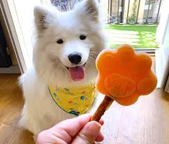 Check spelling or type a new query. 5 Homemade Pupsicle Recipes To Keep Your Dog Cool This Summer Luxe Adventure Traveler