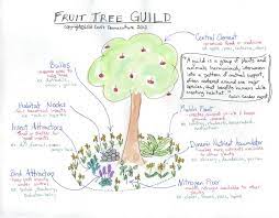 Permaculture is about .saving the planet and living to be a hundred, while throwing very impressive dinner parties and organising other creatures to do most of the work. London S Carolinian Food Forest Fruit Trees Permaculture Food Forest