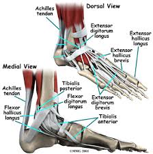 Related online courses on physioplus. A Patient S Guide To Foot Anatomy 2020 Orthonorcal Los Gatos Capitola Morgan Hill Watsonville Ca