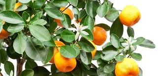 Bigger isn't always better, but when it comes to indoor trees, the lush foliage and thick leaves. Grow A Fruit Tree Indoors