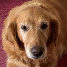 The numbers increase if you consider a puppy to be anything less than a year old. Dog For Adoption Peaches A Golden Retriever In Minnetonka Mn Petfinder