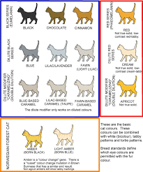 colour and pattern charts