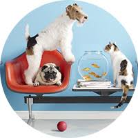 I took him to banfield in mt. Summerville Pet Clinic Pet Vaccines Shots Dog Cat Animal Vet Clinic Trolley Rd Summerville Veterinary Heartworm Flee Vet Veterinarian Hospital Southcarolina Rabies Shots Distemper Heartgard Revolution Bravecto Trifexis Tri Heart Sentinel K9