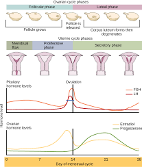 The Ovarian Cycle The Menstrual Cycle And Menopause Biology For Majors Ii