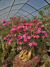 Image result for Adenium swazicum