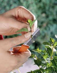 Bouturer Le Fuchsia En 4 Etapes En 2020 Comment Faire Une Bouture Boutures Decoration Jardin