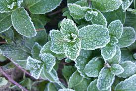 So bauen sie die wichtigsten arten erfolgreich an. Winterharte Krauter Arten Fur Garten Balkon Plantura