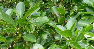 We did not find results for: Ciri Ciri Pohon Ara Jejawi Ficus Retusa Di Alam Liar Ciriciripohon Com