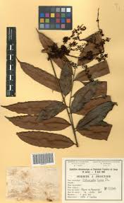 Image result for Trichoscypha lucens