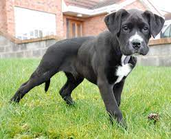 7 Best Black And White Dog Ideas Black And White Dog Dogs Dog Breeds