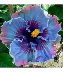 Image result for Caesalpinia rubra