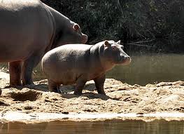 Harvey top Dunn Illustrator and