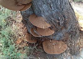 Image result for Ganoderma applanatum