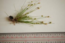 Image result for Bulbostylis densa