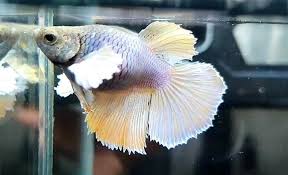 Betta Fish Panosundaki Pin