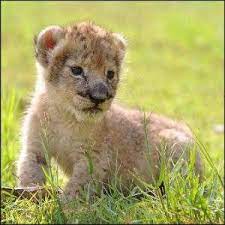 They stand from 3.5 to 4 feet tall on average, with a maximum height of 4.4 feet. Weight Of Lion What Things Weigh