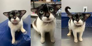 Emergency animal issues, and dead animal removal. N C Rescue Cat Garners National Attention For Resemblance To Baby Yoda