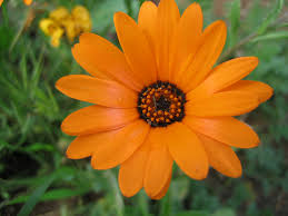 Image result for Arctotis