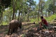 Chiang Mai Full-Day Elephant Sanctuary Experience 2024