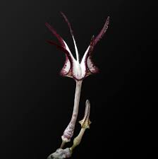 Image result for Ceropegia mirabilis