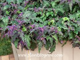 Image result for Gynura