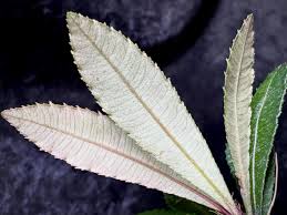 Image result for Sauvagesia