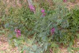 Image result for Caesalpinia rubra