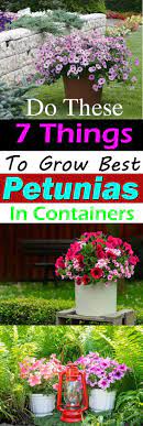 From trailing varieties, to wave petunias and more, they can be found in a near endless variety to fill almost any need or space. Do These 7 Things To Grow Best Petunias In Containers Container Flowers Planting Flowers Garden Containers