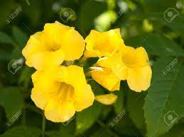The vines themselves are almost yellow along with the flowers. Yellow Allamanda Cathartica Flowering Is The Name Of The Species Stock Photo Picture And Royalty Free Image Image 45959612