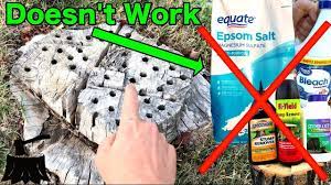 How To Rot A Tree Stump The Only Way That Works Tree Stump Kill Tree Stump Stump Rot