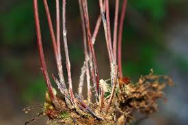 Image result for Odontosoria africana