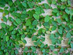 Image result for ficus pumila