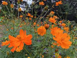 Image result for Cosmos sulphureus