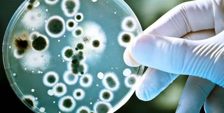 Image result for biologia microbiologia