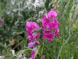 Image result for Oxyanthus latifolius